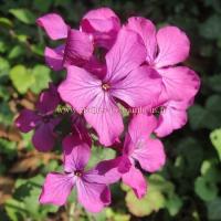 Lunaria violet honesty