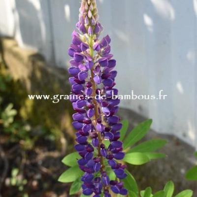 Lupin géant de Russell varié réf.743