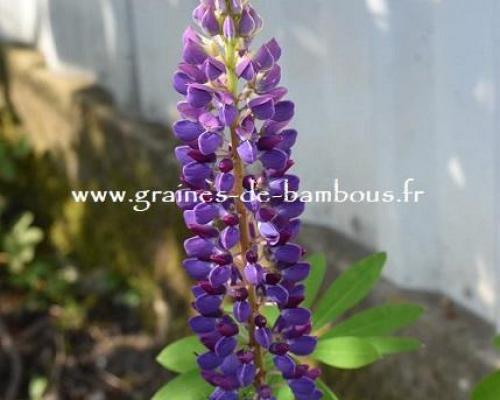 Lupin graines de bambous fr