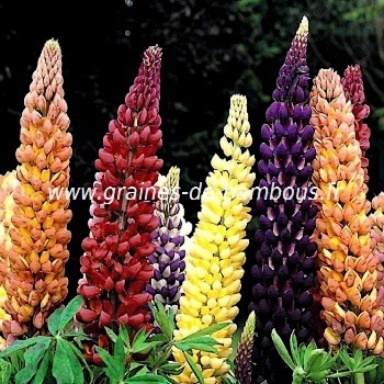 Russell LUPINUS Polyphyllus 105 Graines de Lupin des Jardins ROSE