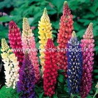 Lupin vivace