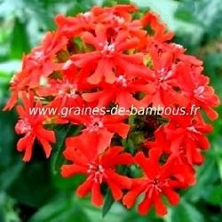 Lychnis croix de jerusalem graines