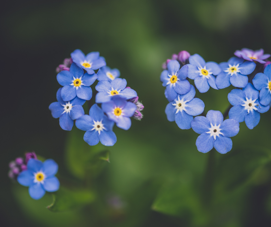 Myosotis des Alpes Graines de Bambous