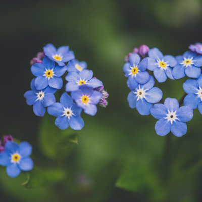 M1345 myosotis des alpes indigo