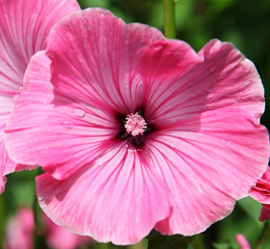 M1410 lavatere annuelle