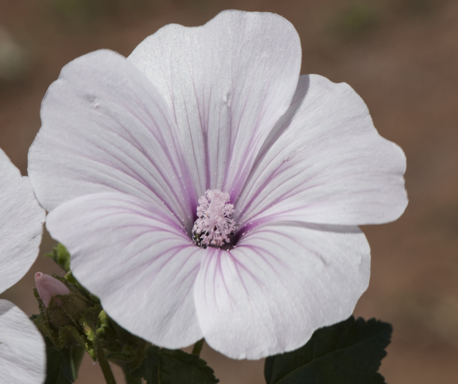 Lavatère annuelle Pink Blush Graines de Bambous