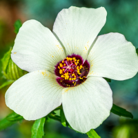 M1440 hibiscus d afrique 1