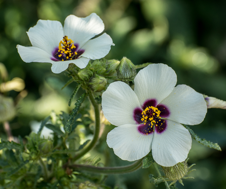 hibiscus d afrique