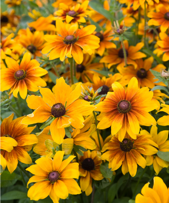 rudbeckia rustic dwarf 2