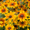 M1541 rudbeckia rustic dwarf 2