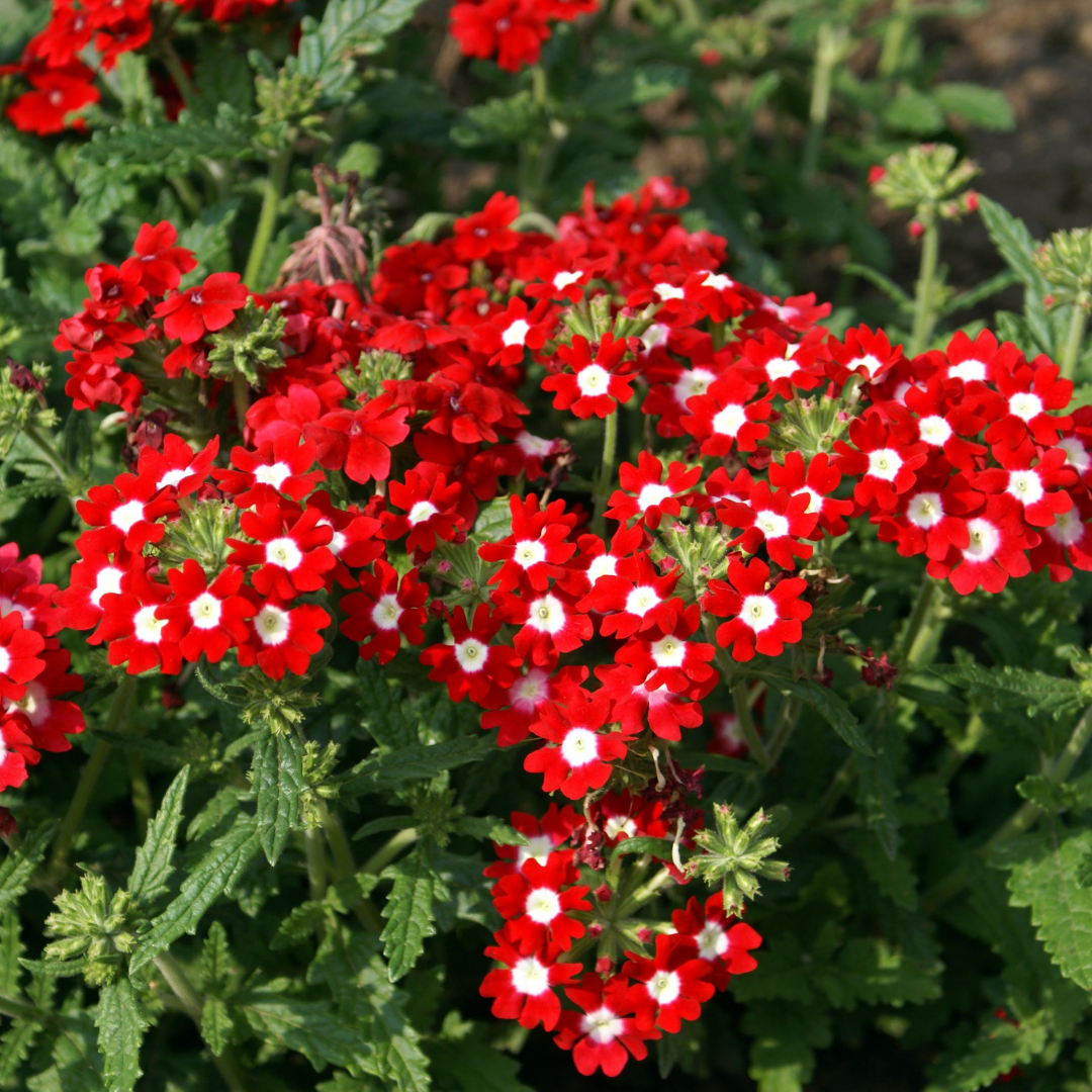 Verveine des Jardins Graines de Bambous