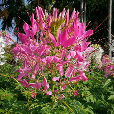 M1600 cleome epineuse