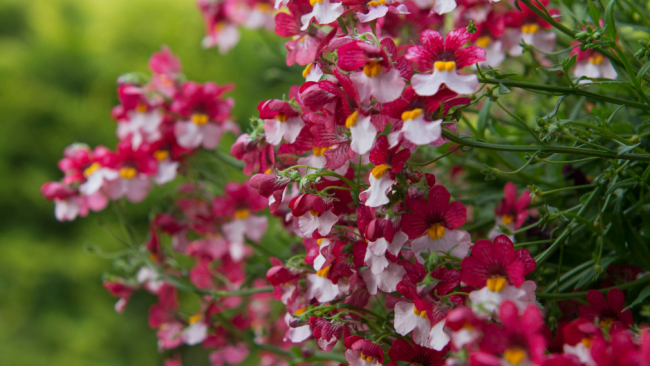 Graines de Fleurs Bisannuelles