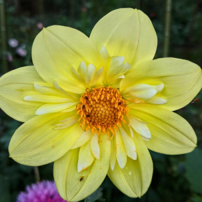 M1700 dahlia nain jaune 