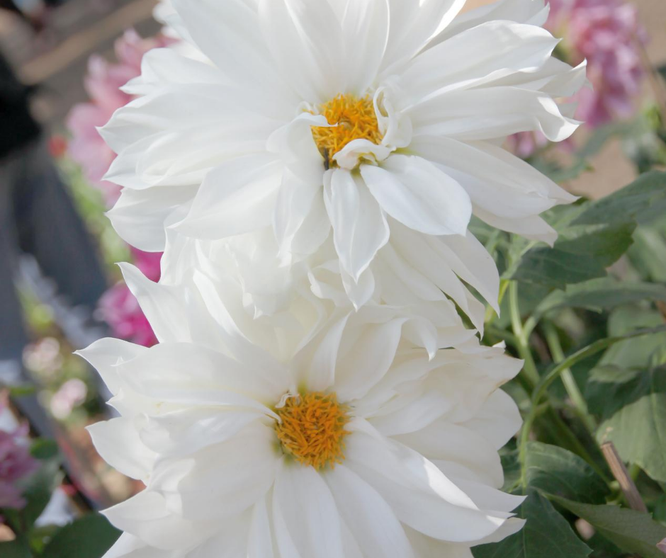 Dahlia nain blanc Graines de Bambous