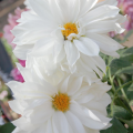 M1701 dahlia nain blanc 