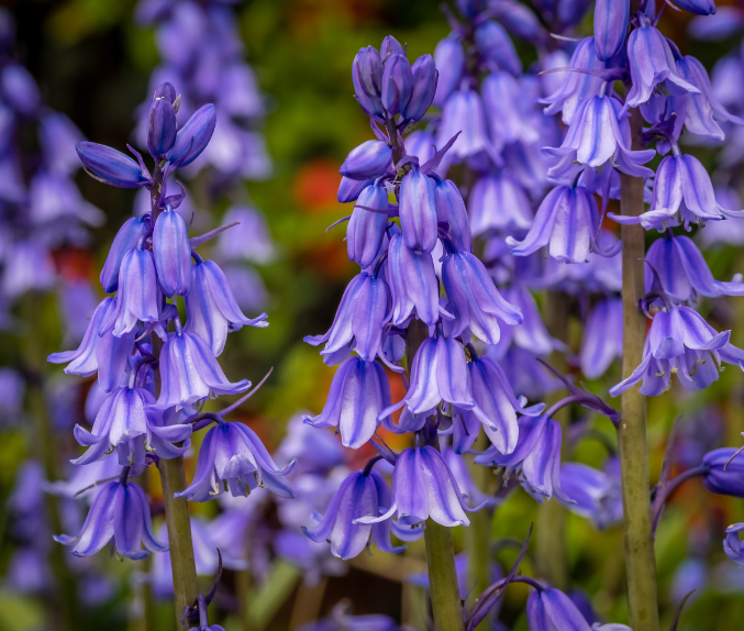 M1810 campanule a bouquet 1