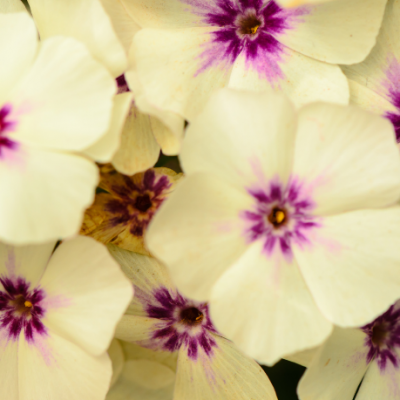 M1821 phlox de drummond starry eyes 2