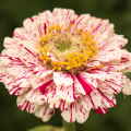 M1905 zinnia candy cane stripe mix