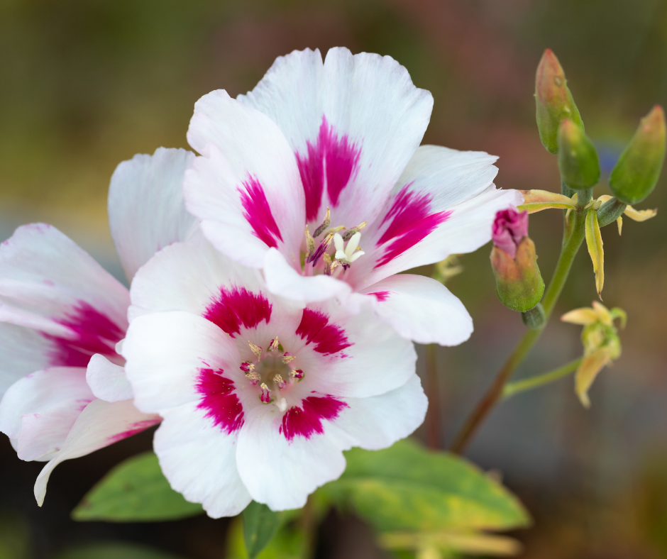 M1930 godetia monarch