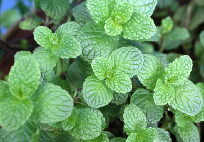 menthe pomme