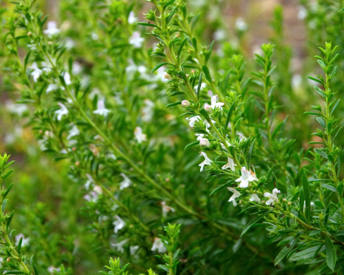 M2714 sarriette des montagnes