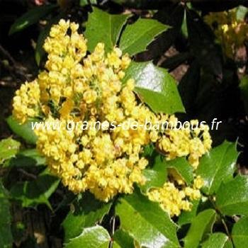 mahonia-aquifolium-a-feuilles-de-houx-www-graines-de-bambous-fr-1.jpg