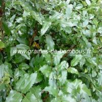 mahonia-aquifolium-a-feuilles-de-houx-www-graines-de-bambous-fr-2.jpg