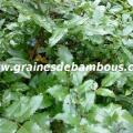 mahonia-www-grainesdebambous-com-1.jpg