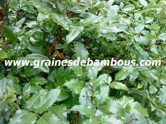 mahonia-www-grainesdebambous-com-1.jpg
