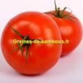 Marglobe graines de tomate ronde