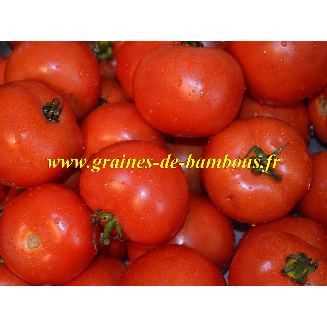 Marglobe graines tomate
