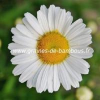 Marguerite reine de mai graines de bambous fr