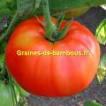 Marmande tomate graines