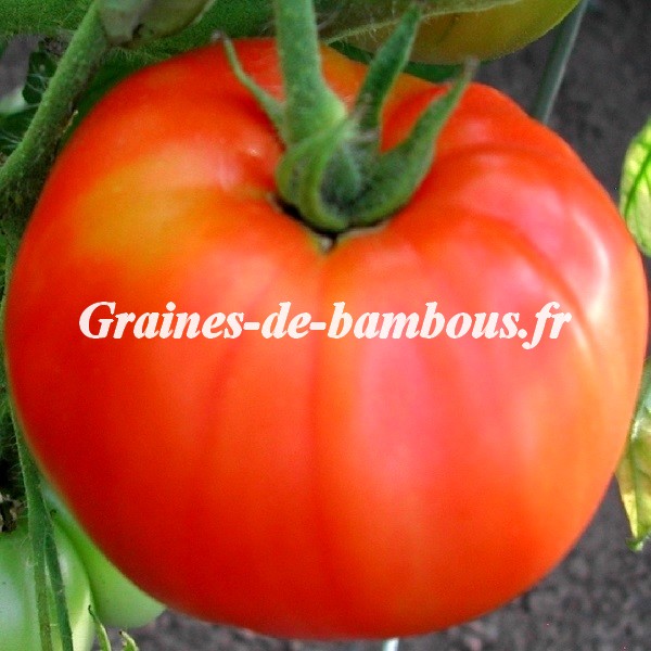 Marmande tomate grainesdebambous com