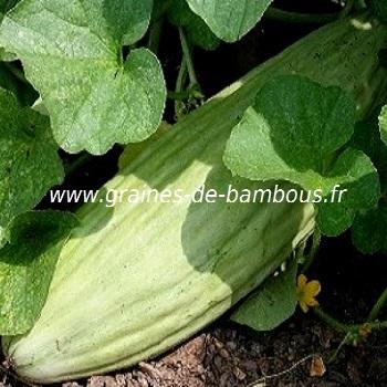 melon-banane-www-graines-de-bambous-fr-3.jpg