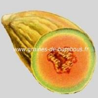 melon-banane-www-graines-de-bambous-fr-4.jpg