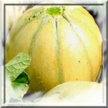 melon-charentais-cucumis-melo-www-graines-de-bambous-fr-www-grainesdebambous-com.jpg