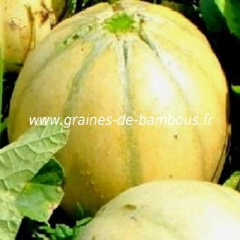 melon-charentais-www-graines-de-bambous-fr-1.jpg