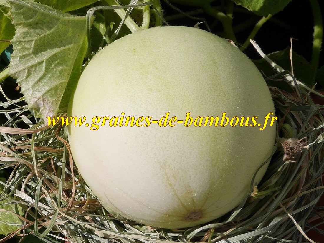 Sachets de semences de melon jaune canarien 3