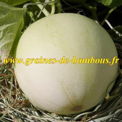 Graines de Melon Jaune Canari AB