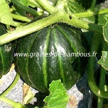 Melon noir des carmes graines semences