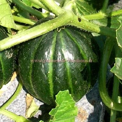 Melon noir des Carmes réf.445