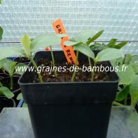 melon-petit-gris-de-rennes-semis-www-graines-de-bambous-fr.jpg