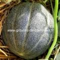 Melon petit gris de rennes