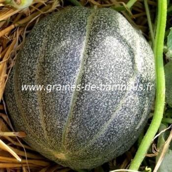 Melon petit gris de Rennes réf.373