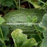 melon-pinonet-piel-de-sapo-www-graines-de-bambous-fr-1.jpg