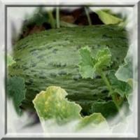 melon-pinonet-piel-de-sapo-www-graines-de-bambous-fr-www-grainesdebambous-com.jpg