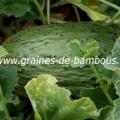 melon-pinonet-piel-de-sapo-www-graines-de-bambous-fr.jpg