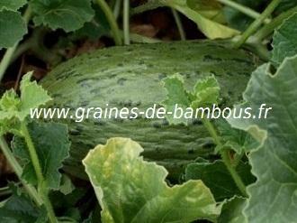 Melon De Cavaillon Espagnol à Chair Rose - Graines Baumaux